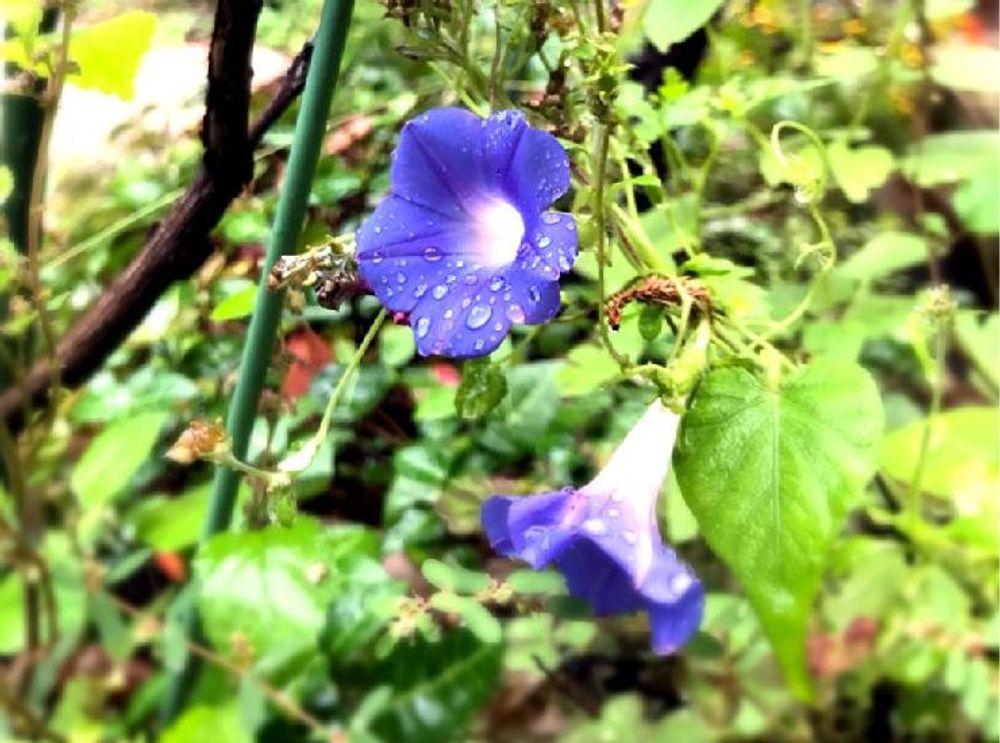 アサガオ(朝顔)　紫色の花