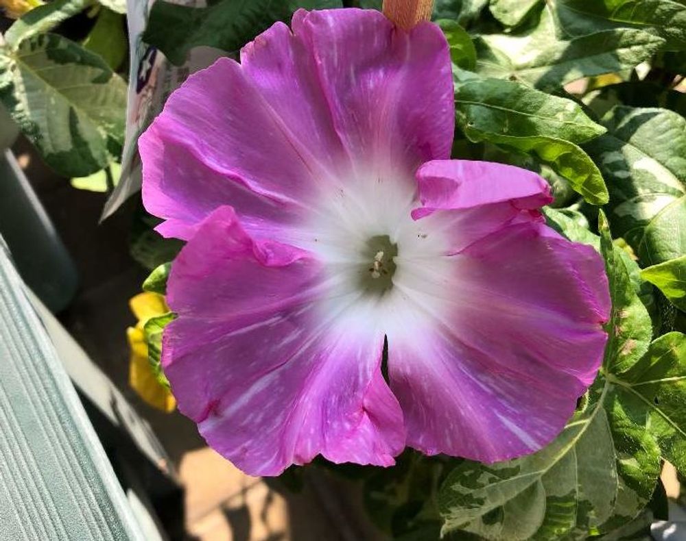 アサガオ(朝顔)　ピンク色の花