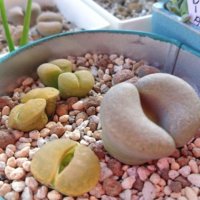 リトープスの育て方｜植え替え時期や水やりの方法は？の画像