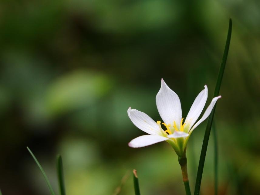 ゼフィランサス　白い花