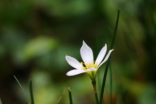 ゼフィランサスの花言葉 種類や品種 花の特徴は Greensnap グリーンスナップ