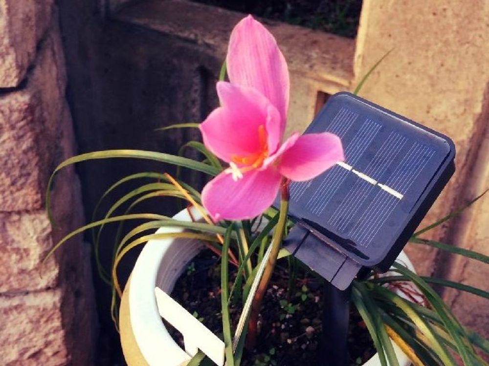 ゼフィランサス　