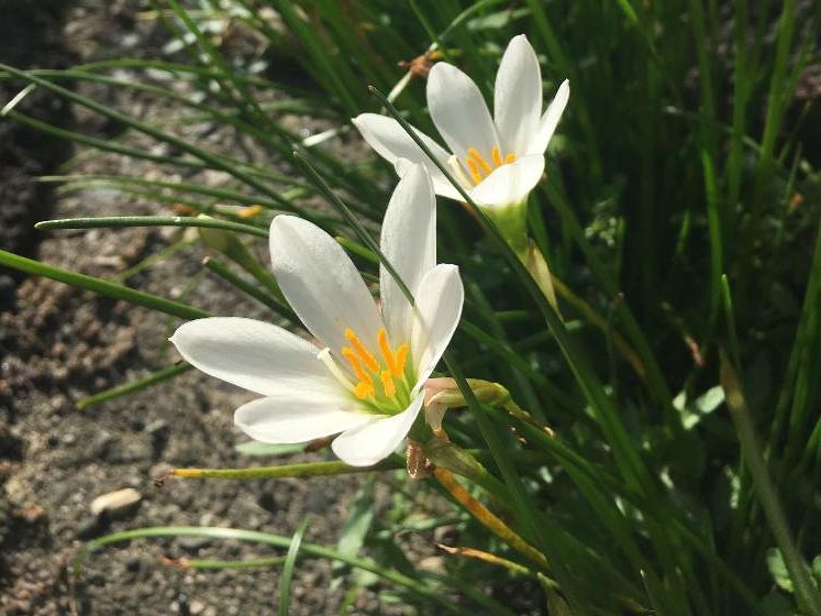 ゼフィランサス　地植え　白い花