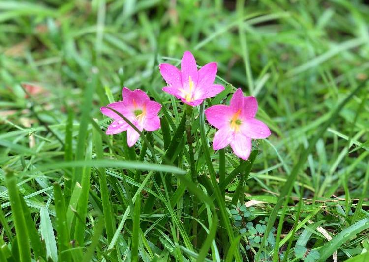 ゼフィランサス　地植え　ピンク色の花
