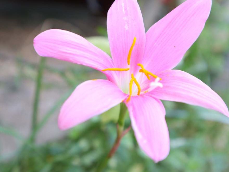 ゼフィランサス　ピンク色の花