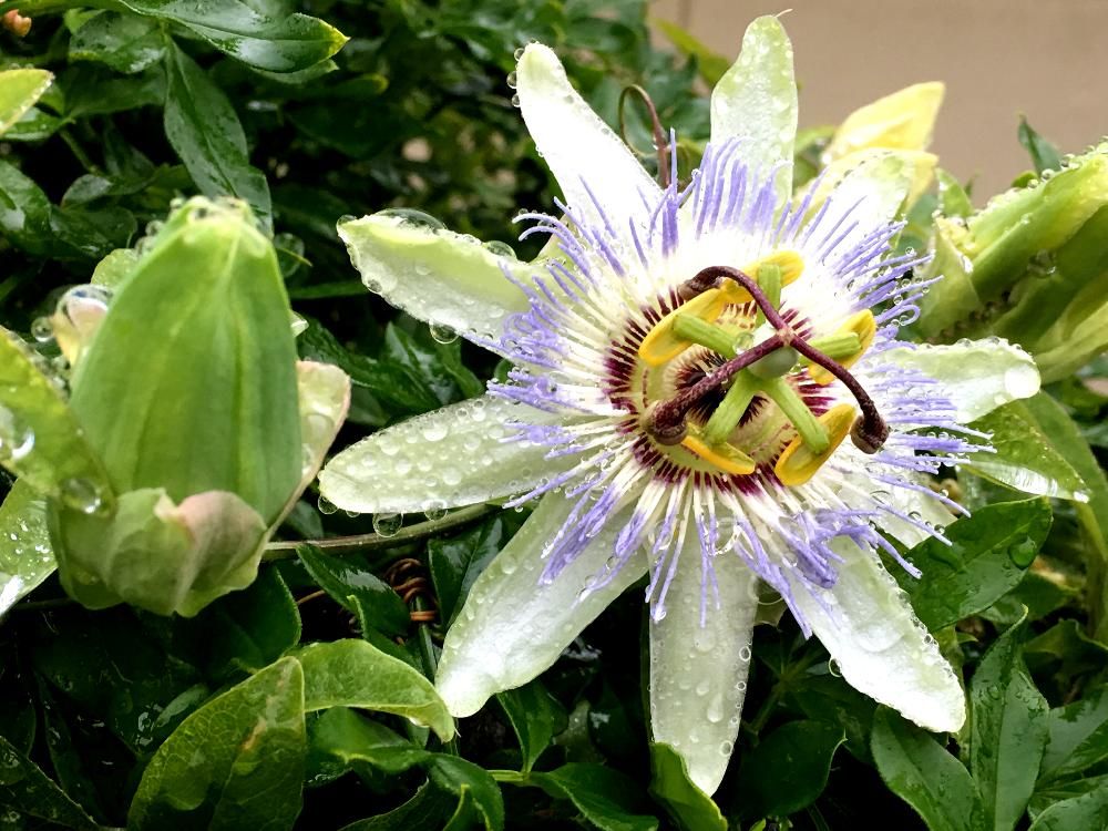 トケイソウ(時計草)　白い花　水滴