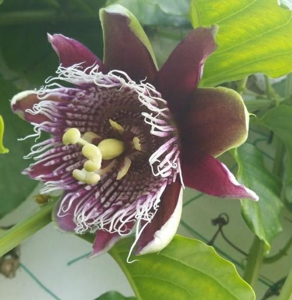 トケイソウ、Photo by matisiaさん