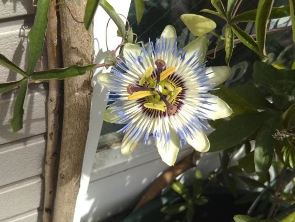 トケイソウ(時計草)　白い花