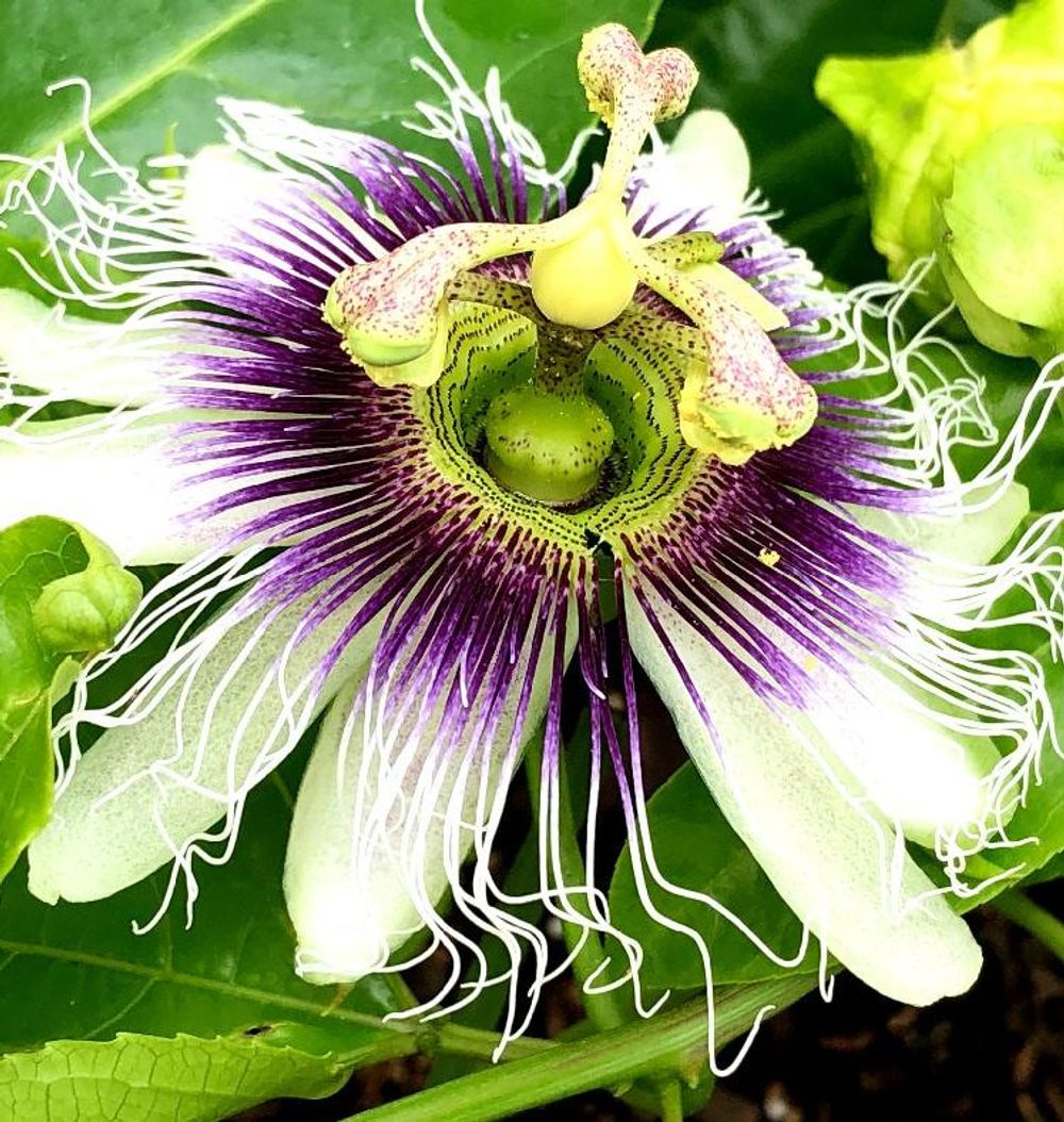 トケイソウ、Photo by 楓さん