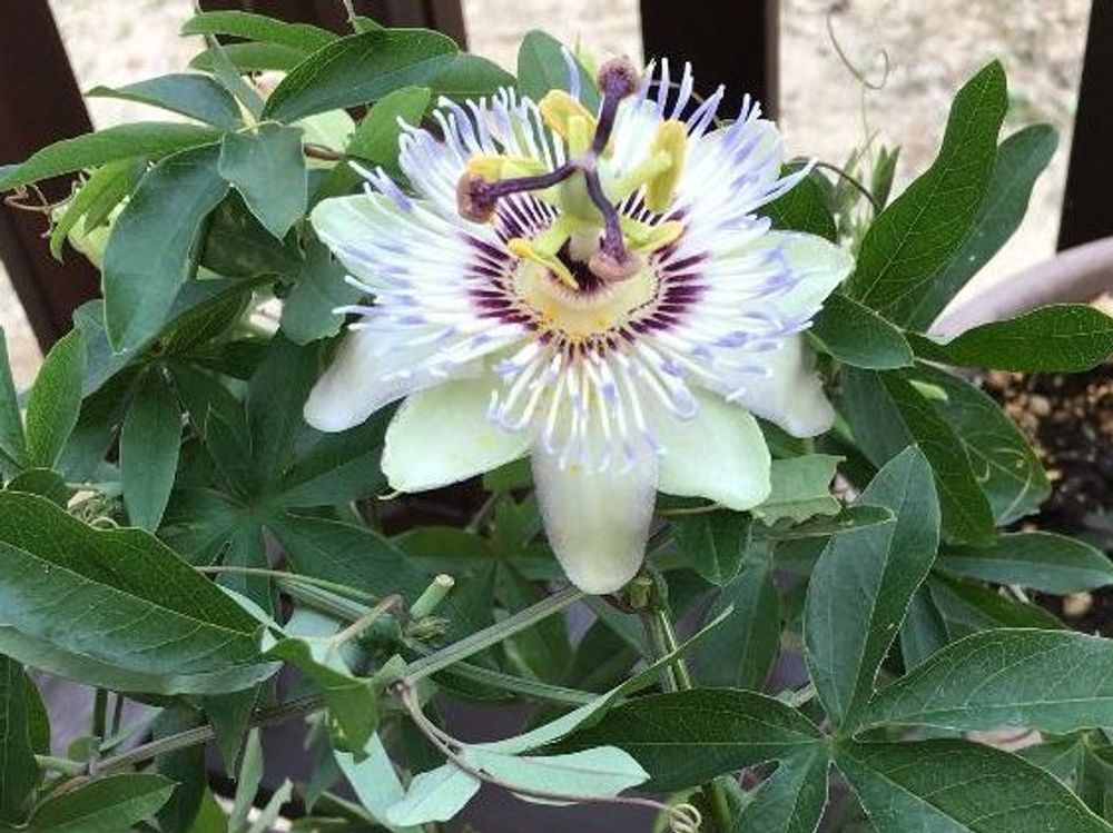 トケイソウ(時計草)　地植え　花