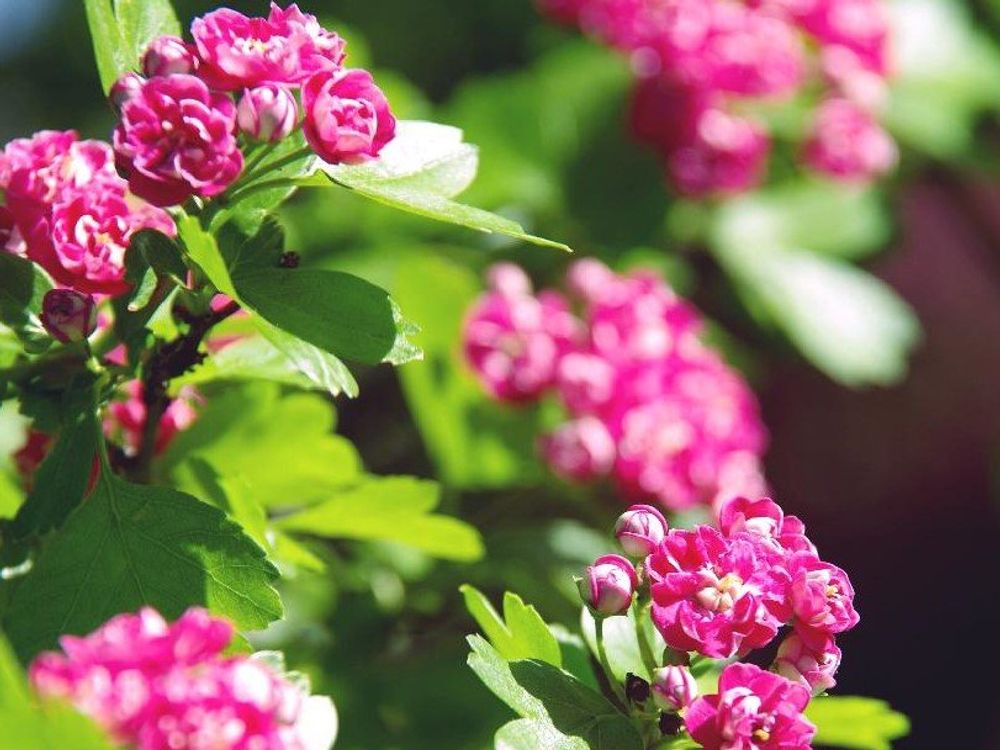 サンザシ　ピンク色の花