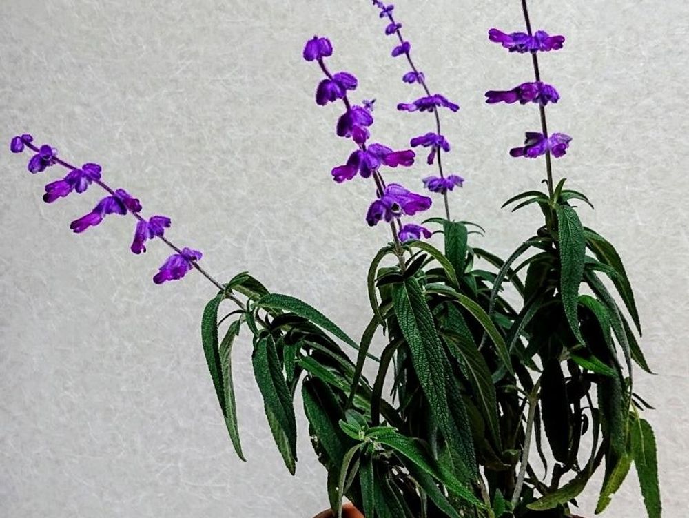 アメジストセージ　紫色の花　鉢