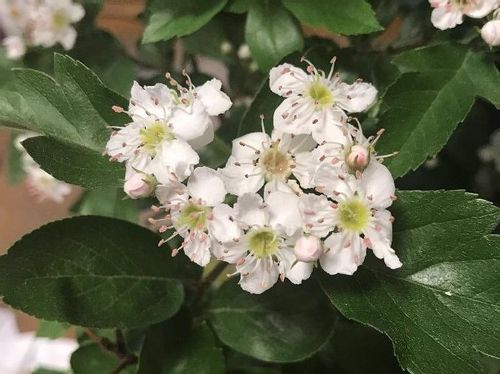 サンザシ 山査子 の育て方 水やり頻度や木の剪定方法は 実は食べられる Greensnap グリーンスナップ