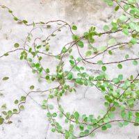 ワイヤープランツの育て方｜置き場所や水やり頻度は？水耕栽培もできる？の画像