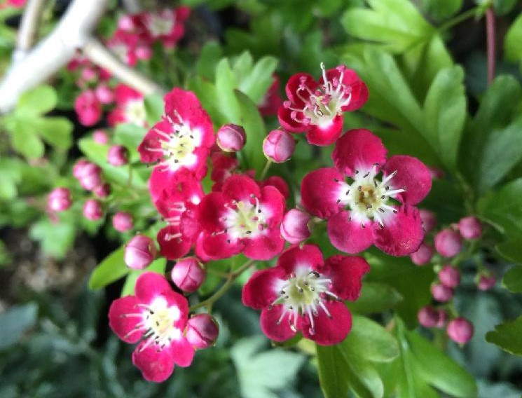 トップ100 サンザシ 花 言葉 すべての美しい花の画像