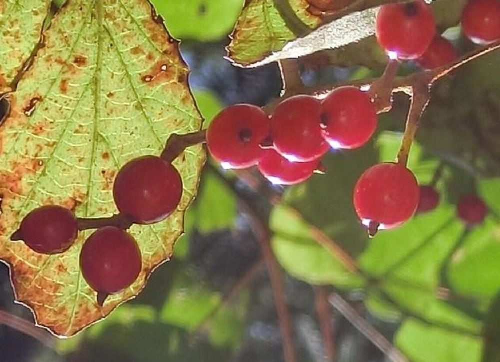 サンザシ　赤い実