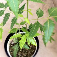 ニームの育て方｜植え替え時期や挿し木の方法は？の画像