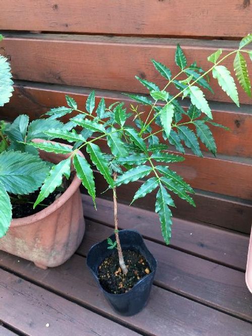ニームの育て方 植え替え時期や挿し木の方法は Greensnap グリーンスナップ