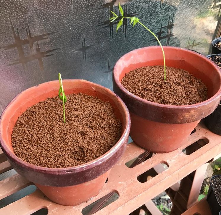 ニームの育て方 植え替え時期や挿し木の方法は Greensnap グリーンスナップ