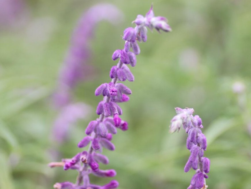 イングリッシュガーデン　アメジストセージ　紫色の花
