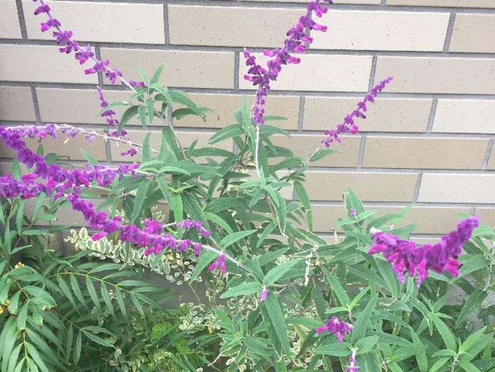 アメジストセージ　鉢植え　紫色の花