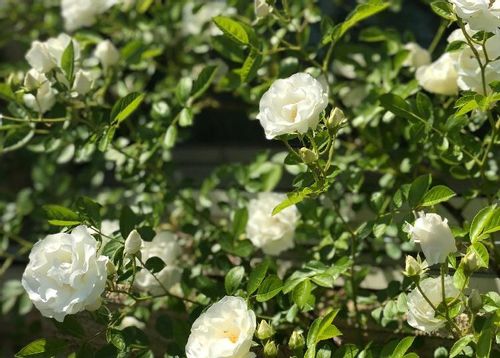 バラ 薔薇 の育て方 地植えと鉢植え栽培のコツは 苗の植え付け方法は Greensnap グリーンスナップ