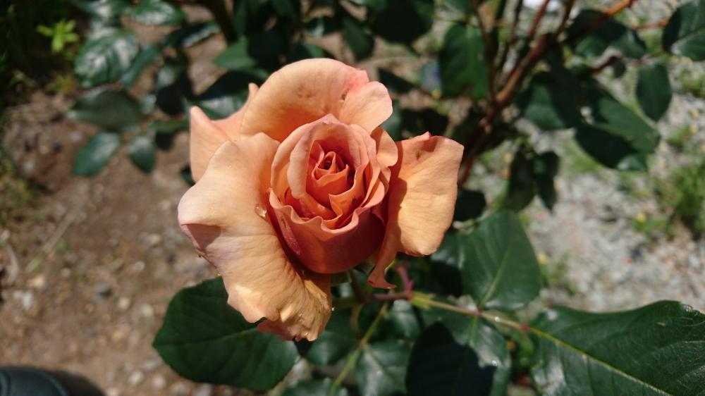 バラ 薔薇 の育て方 地植えと鉢植えそれぞれの栽培ポイントとは Greensnap グリーンスナップ