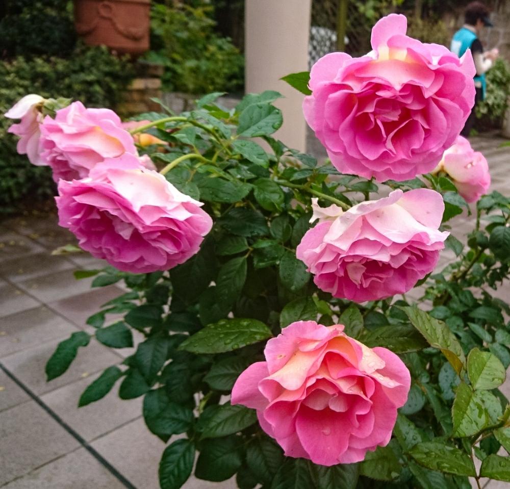 バラ 薔薇 の育て方 地植えや鉢植えのコツは 種類別の剪定の仕方は Greensnap グリーンスナップ