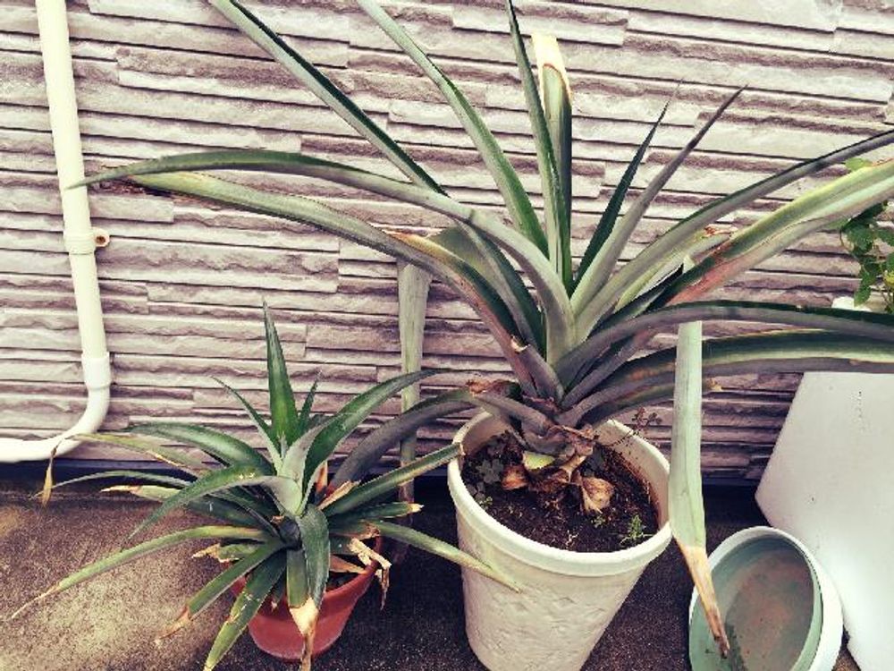 パイナップル　鉢植え