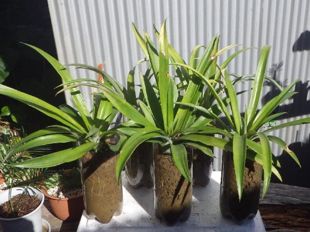パイナップル　鉢植え　日向