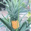 パイナップルの水耕栽培｜時期や失敗しないコツは？ヘタから根っこが生える？の画像