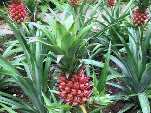 パイナップルの育て方 植え方や栽培に適した気温は 植え替えは必要 Greensnap グリーンスナップ