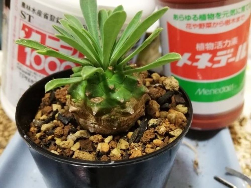 パイナップル　株