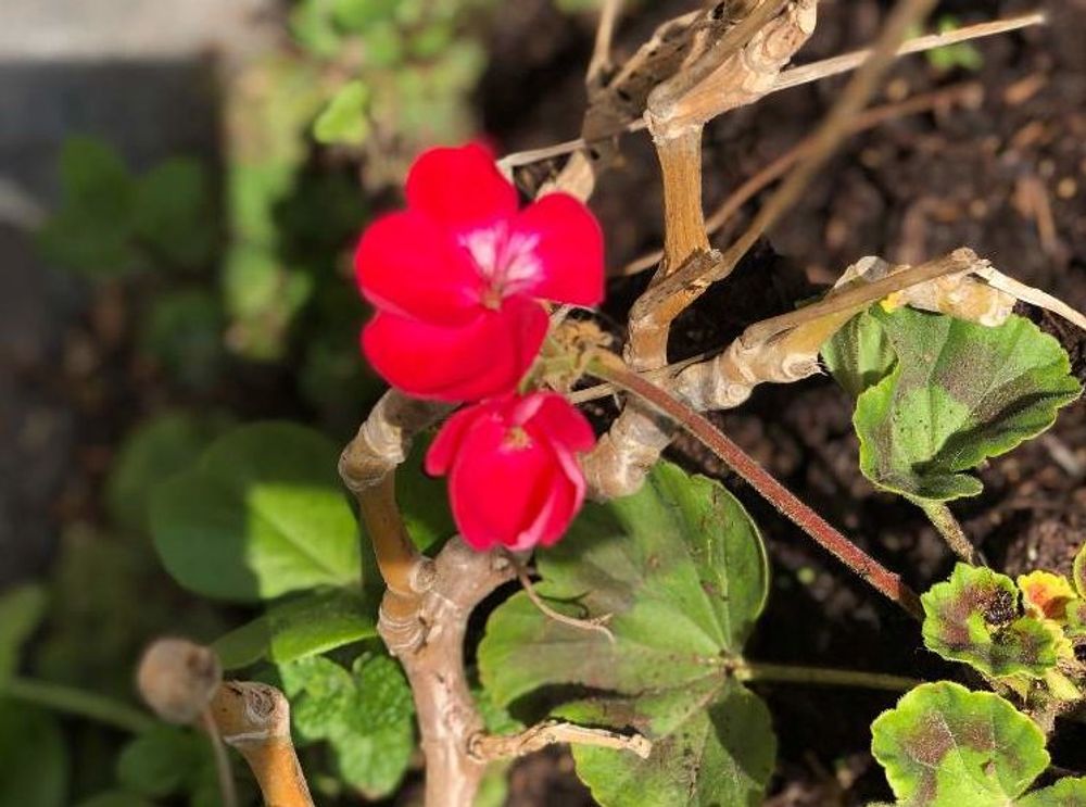 アイビーゼラニウム　赤い花