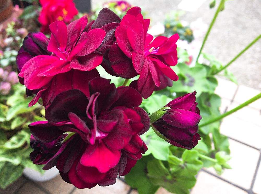 アイビーゼラニウム　赤い花