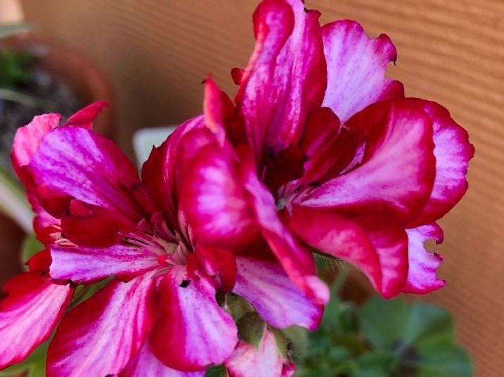 アイビーゼラニウム　ピンク色の花