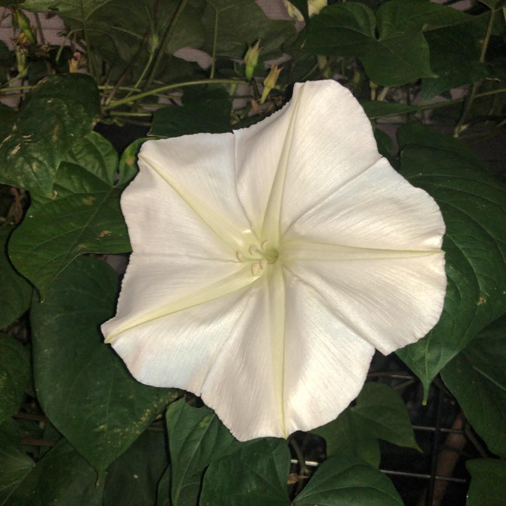 夜顔(ヨルガオ)　白い花