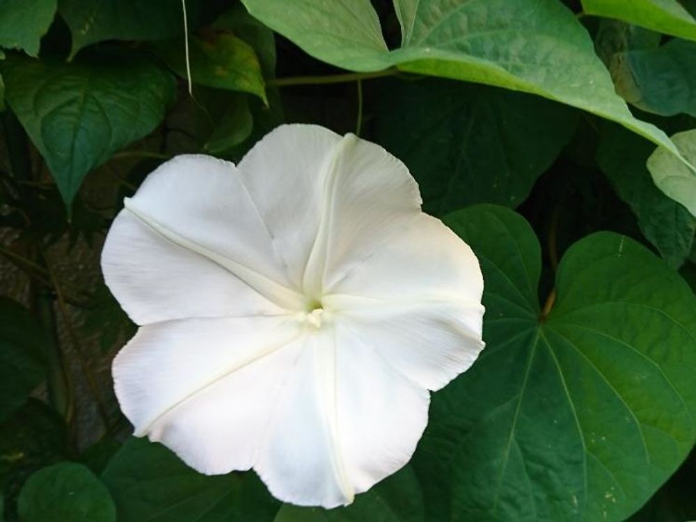夜顔(ヨルガオ)　白い花