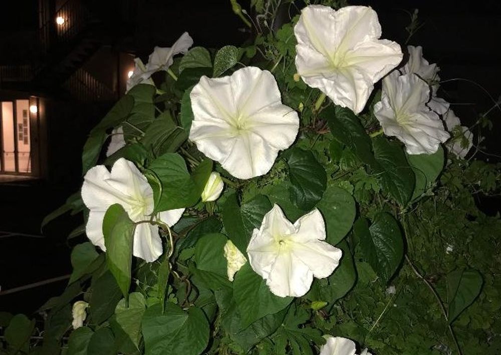 夜顔(ヨルガオ)　白い花　夜