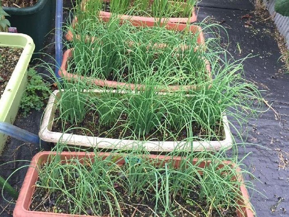 わけぎ　プランター　葉