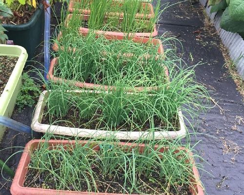 ワケギの育て方 植え付けや収穫方法は 球根の掘り上げ方は Greensnap グリーンスナップ