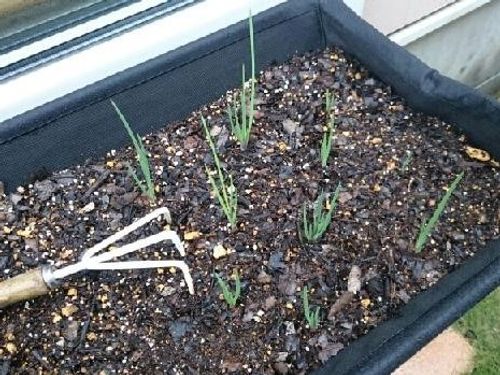 ワケギの育て方 植え付けや収穫方法は 球根の掘り上げ方は Greensnap グリーンスナップ ワケギの育て方 植え付けや収穫方法は 球根の掘り上げ方は Greensnap グリーンスナップ