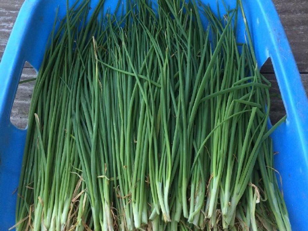 わけぎ　収穫したネギ
