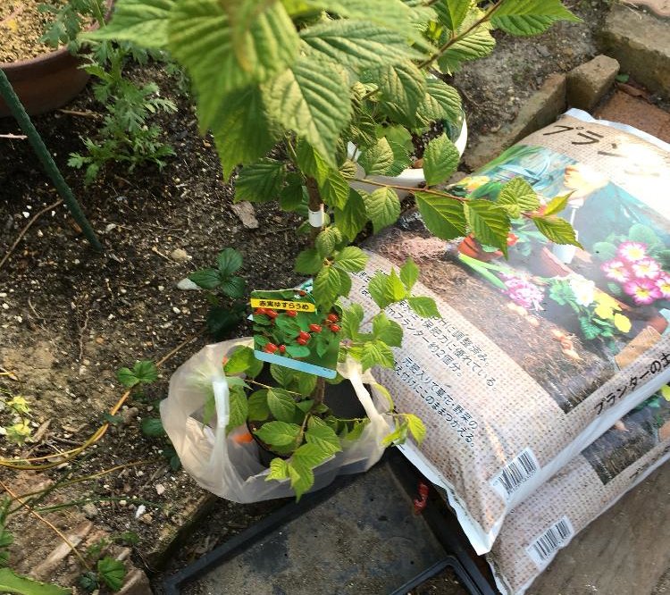 ユスラウメ 梅桃 の育て方 鉢植えや地植えの植え方 剪定方法は Greensnap グリーンスナップ