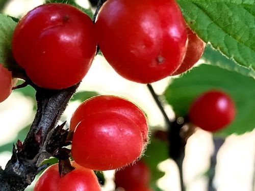ユスラウメ 梅桃 の育て方 鉢植えや地植えの植え方 剪定方法は Greensnap グリーンスナップ