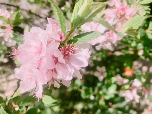 ユスラウメ 梅桃 の育て方 鉢植えや地植えの植え方 剪定方法は Greensnap グリーンスナップ ユスラウメ 梅桃 の育て方 鉢植えや地植えの植え方 剪定方法は Greensnap グリーンスナップ