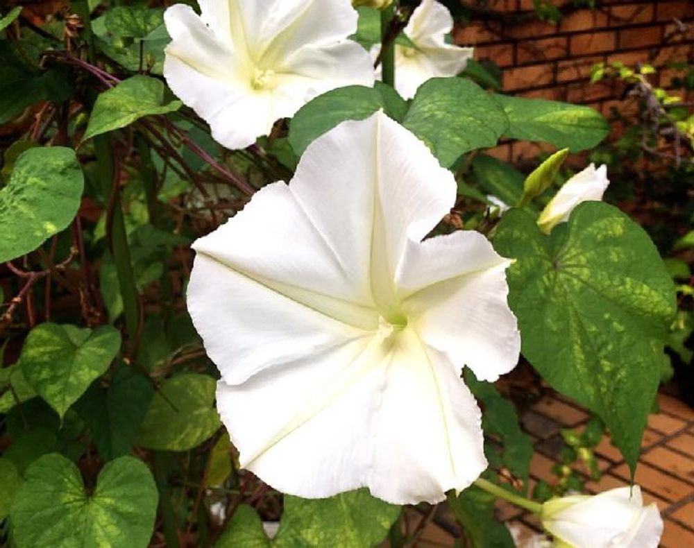 夜顔(ヨルガオ)　白い花