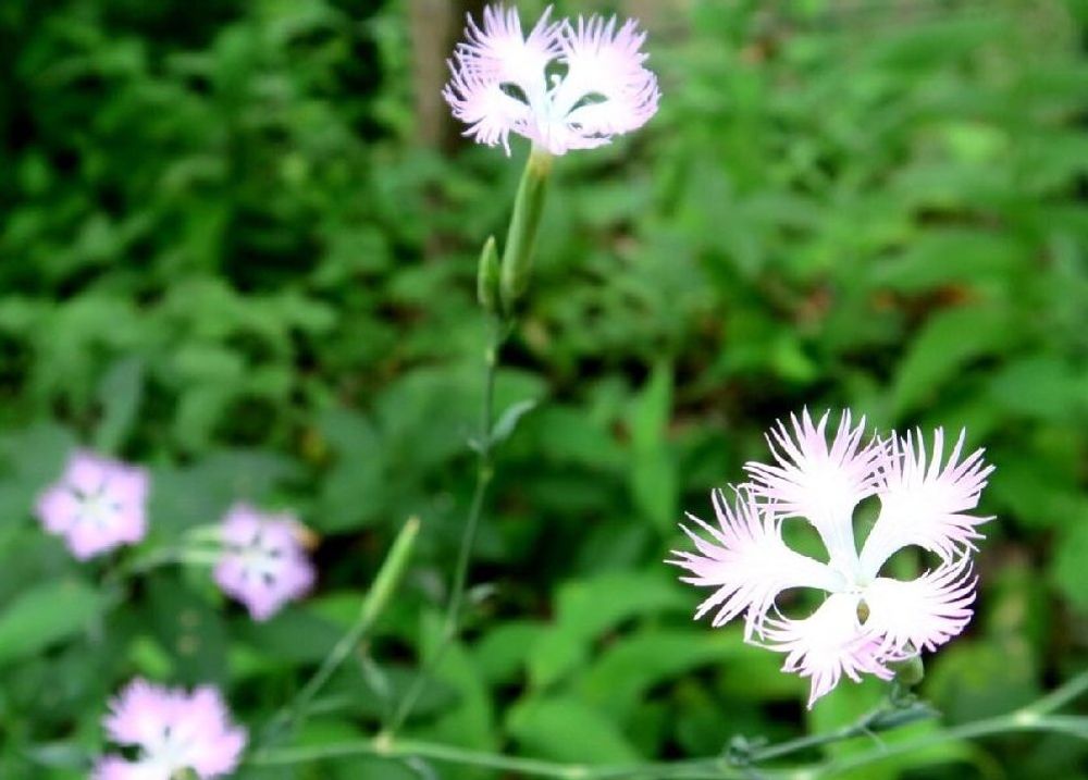 カワラナデシコ　ピンク色の花