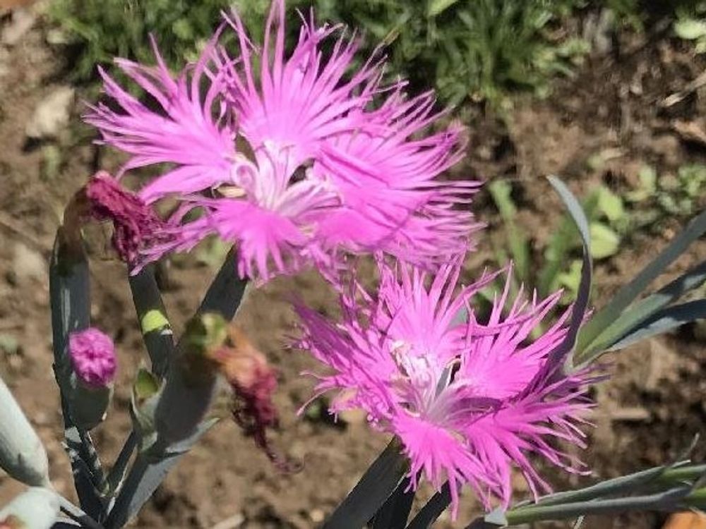 カワラナデシコ　ピンク色の花