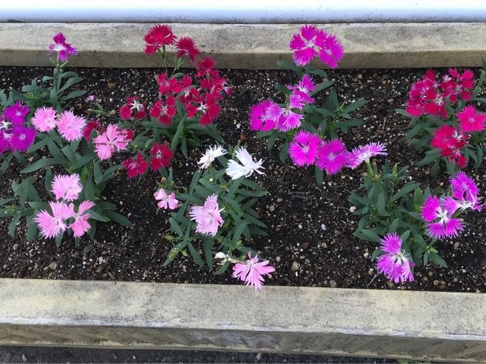 カワラナデシコ　花壇　カラフル